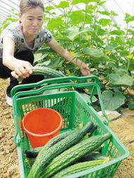 摘新鲜蔬菜享优惠菜价 田园生活的双倍惊喜