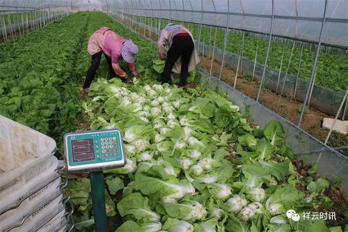 祥云下，新鲜蔬菜驰援疫区的温暖之路