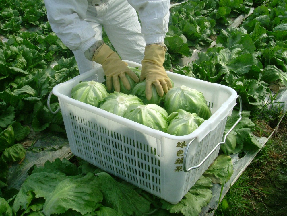 热销售精细加工新鲜蔬菜生菜